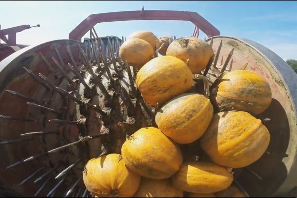 Darknet ссылки