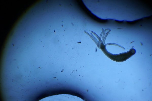 Кракен наркотики