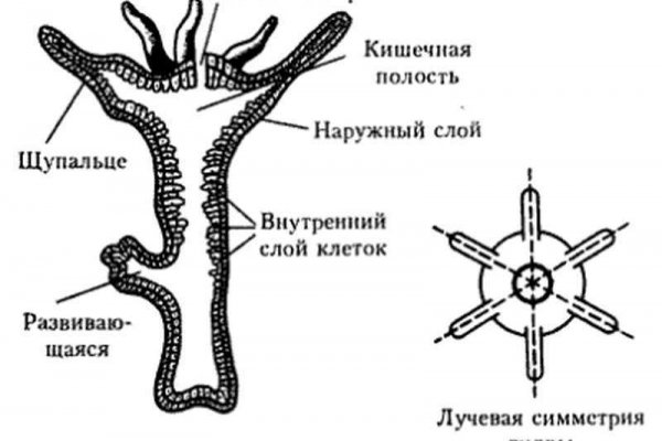 Кракен купить меф
