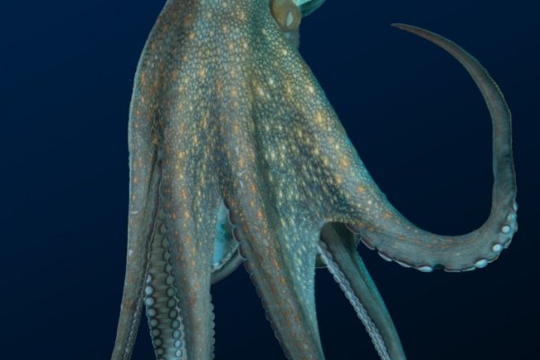 Kraken17 at