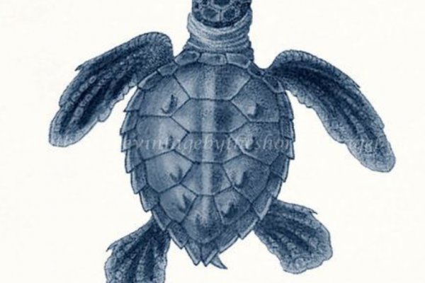 Kraken ссылка kraken clear com